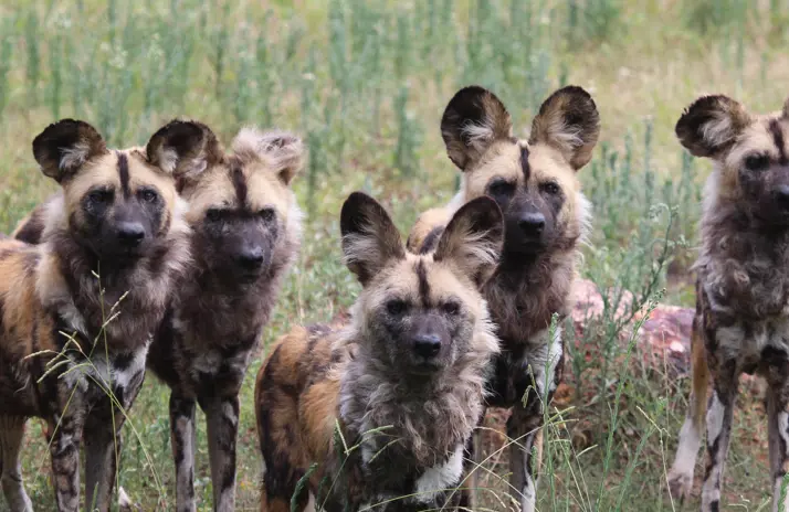 Helping to save the pack