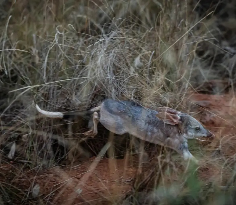 Two greater bilbies