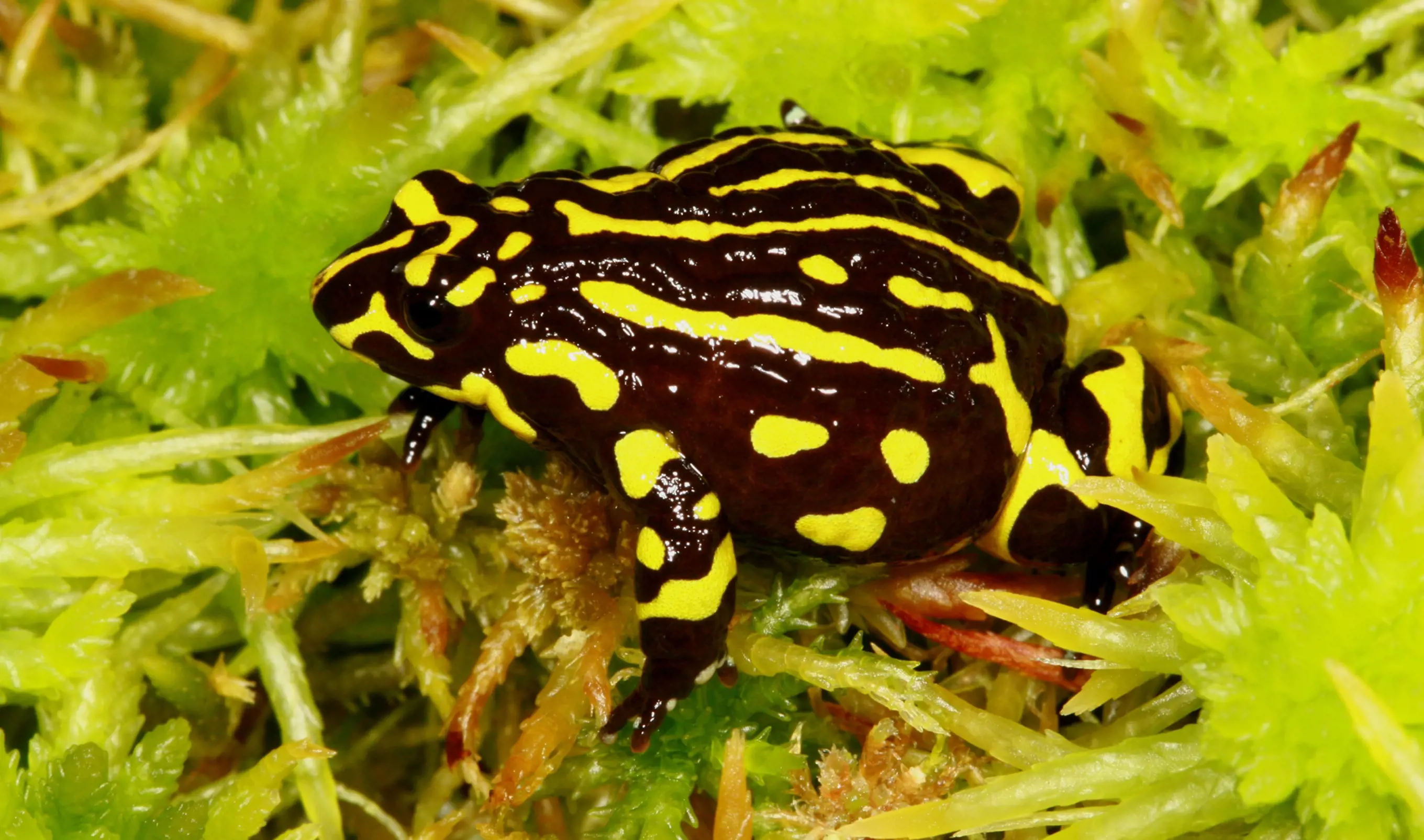Northern Corroboree Frog close up