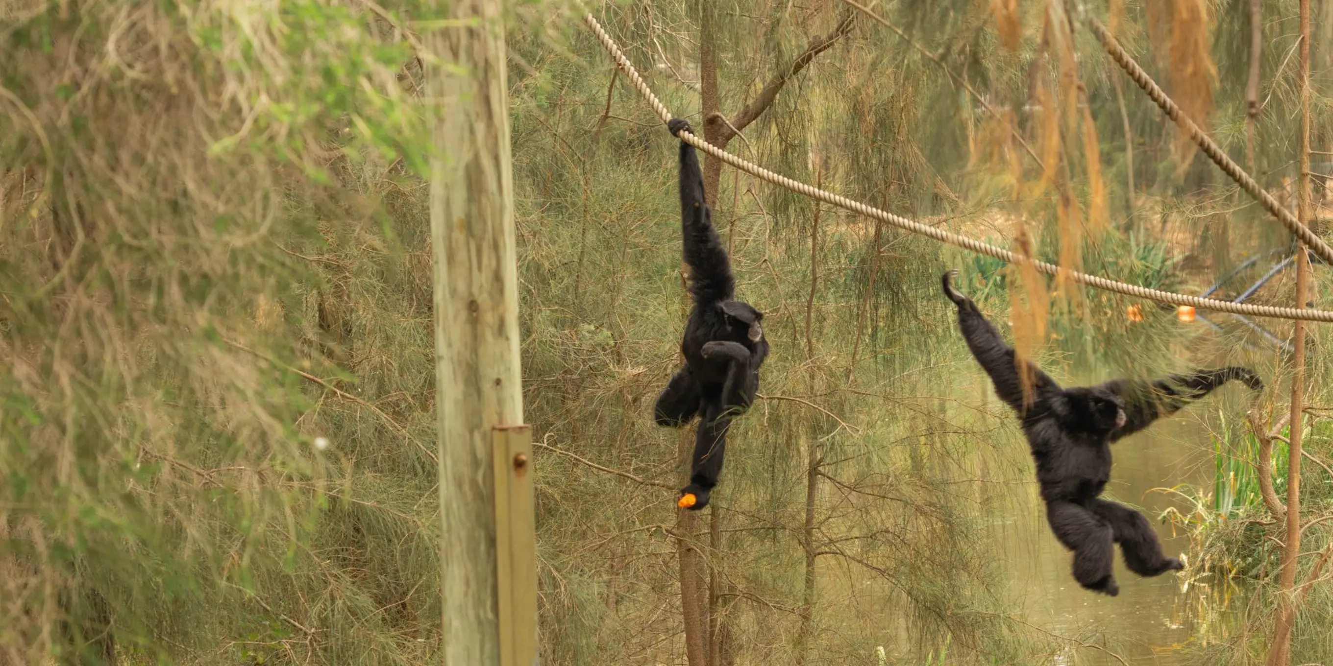 Image of Siamang